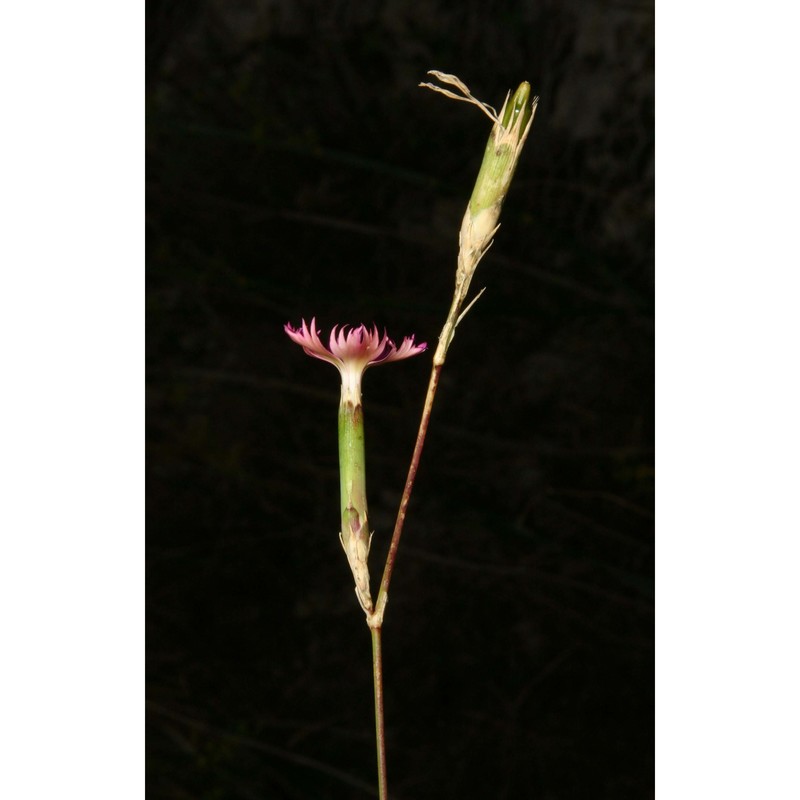 dianthus gasparrinii guss.