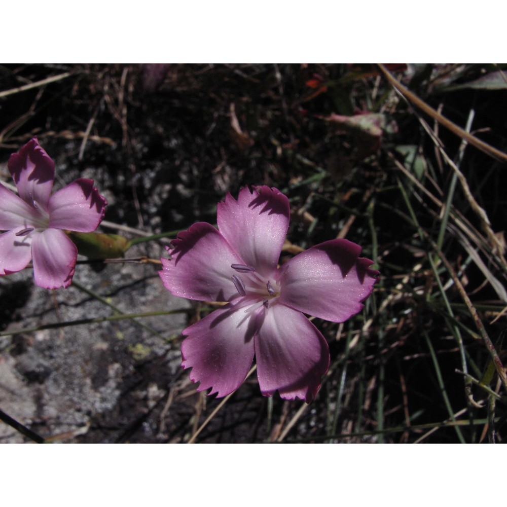 dianthus genargenteus bacch brullo, casti et giusso