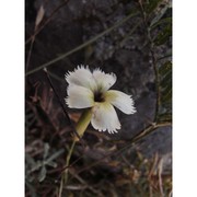 dianthus genargenteus bacch brullo, casti et giusso