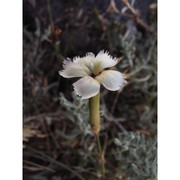 dianthus genargenteus bacch brullo, casti et giusso