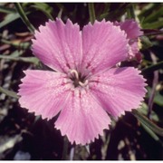 dianthus glacialis haenke