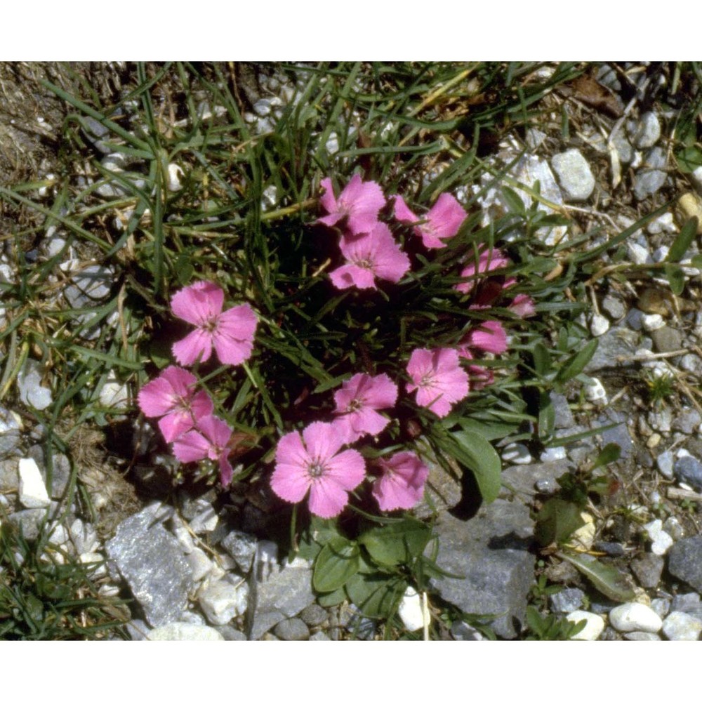 dianthus glacialis haenke