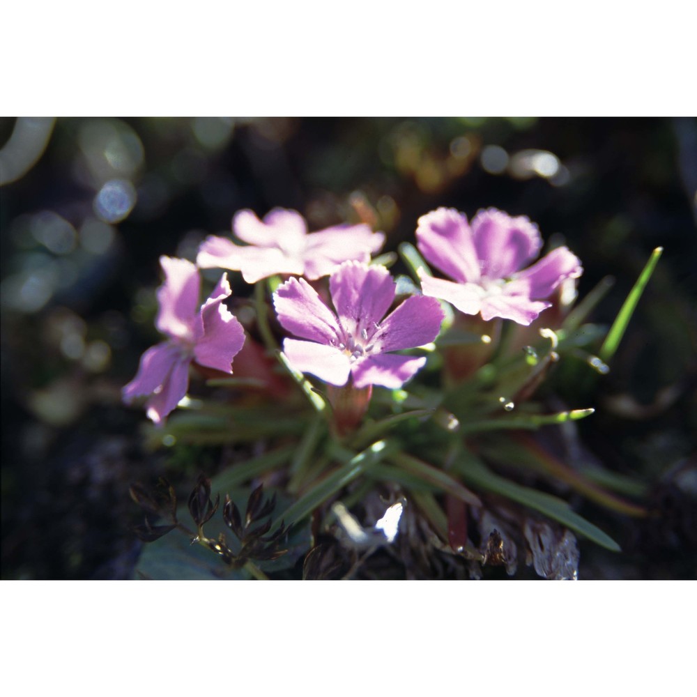 dianthus glacialis haenke