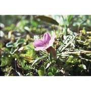 dianthus glacialis haenke