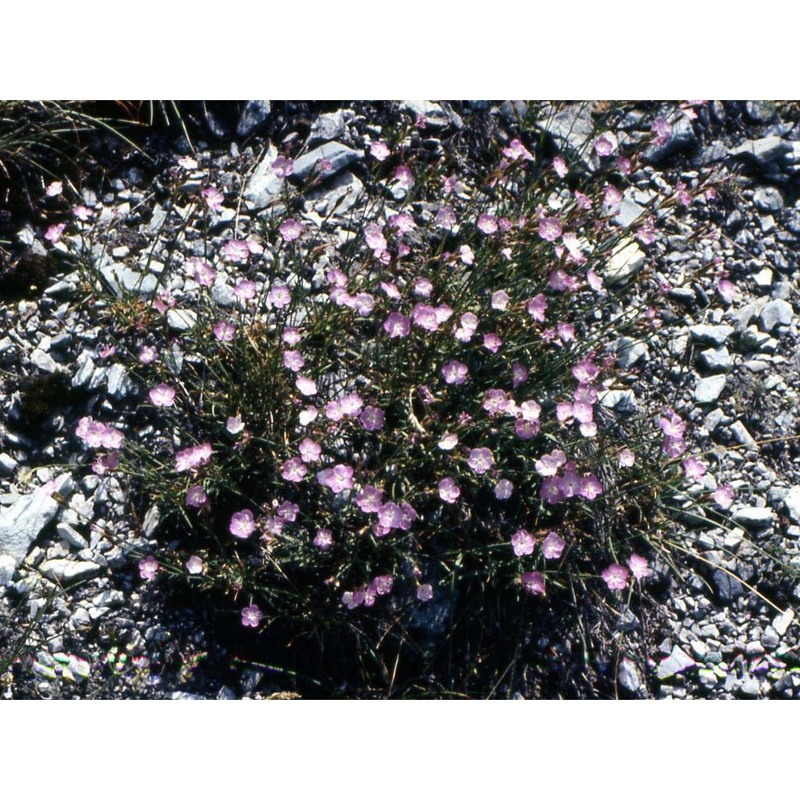 dianthus gratianopolitanus vill.