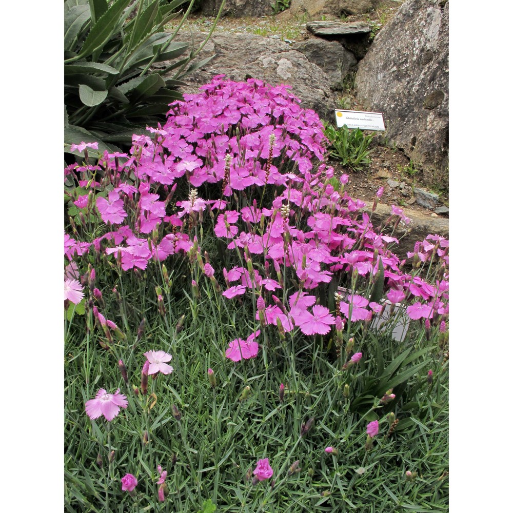 dianthus gratianopolitanus vill.