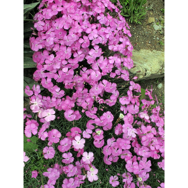 dianthus gratianopolitanus vill.