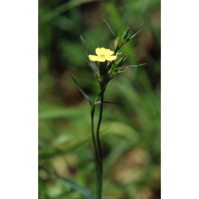 dianthus guliae janka