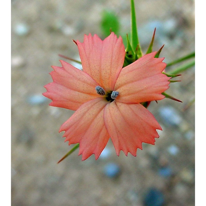 dianthus guliae janka