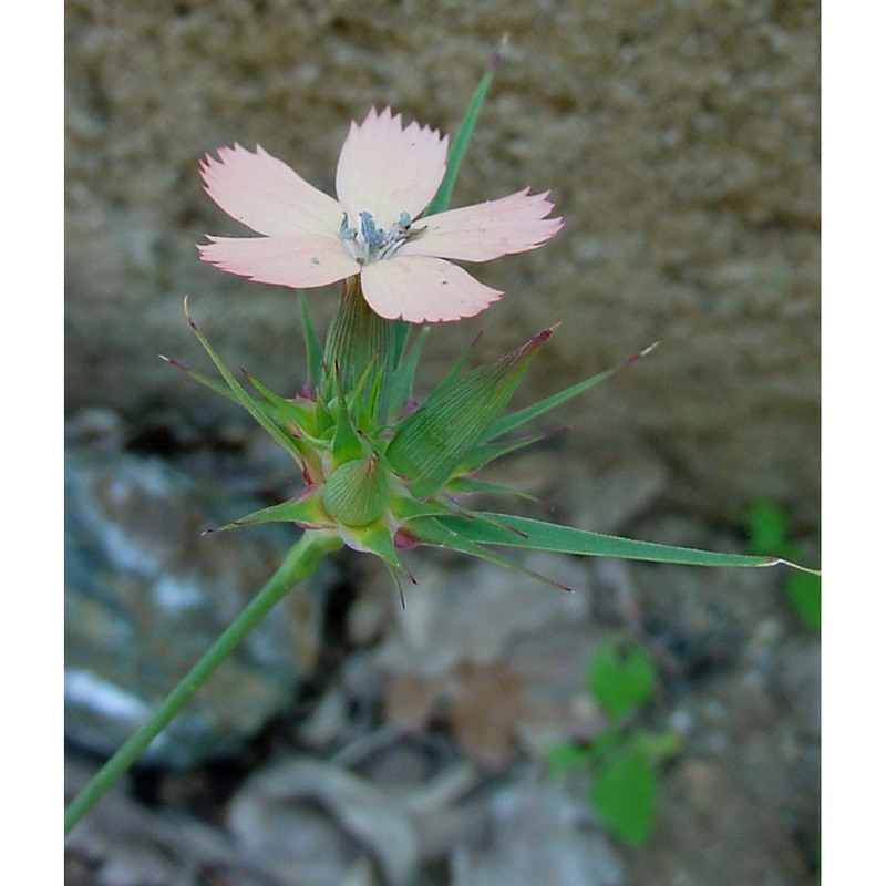 dianthus guliae janka