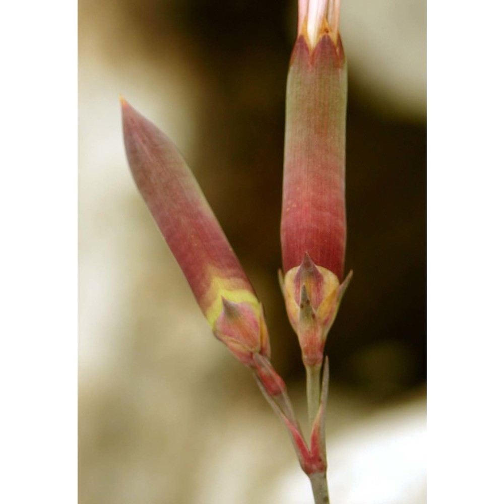 dianthus ichnusae bacch., brullo, casti et giusso