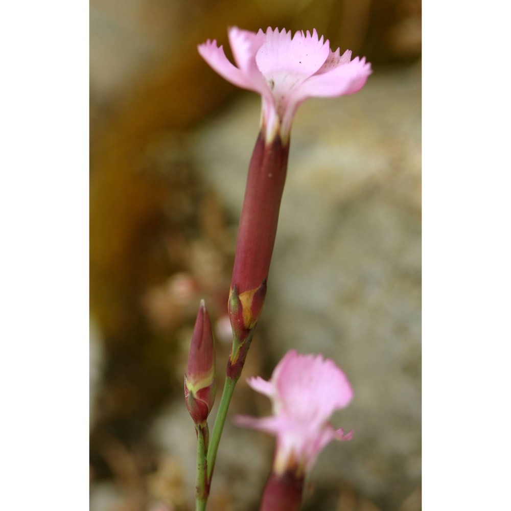 dianthus ichnusae bacch., brullo, casti et giusso