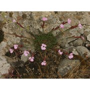 dianthus ichnusae bacch., brullo, casti et giusso