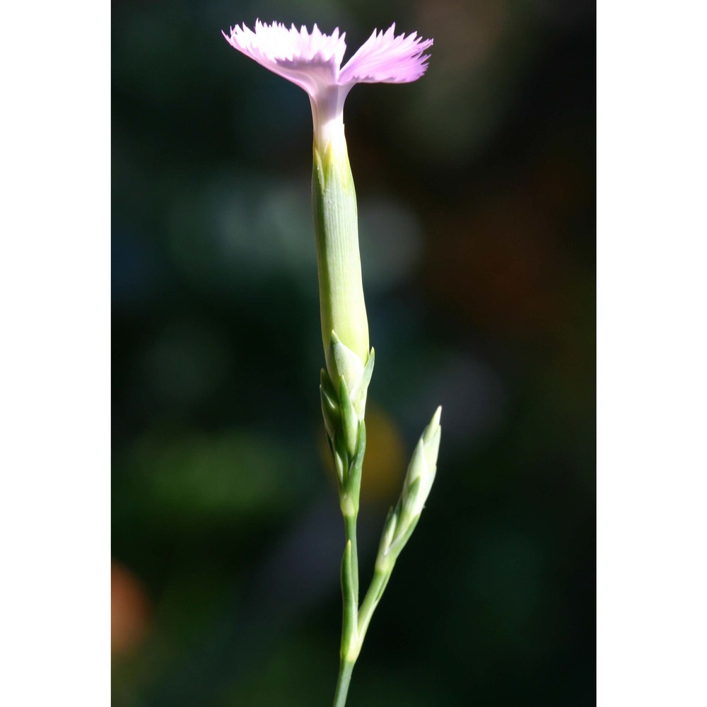 dianthus japigicus bianco et brullo