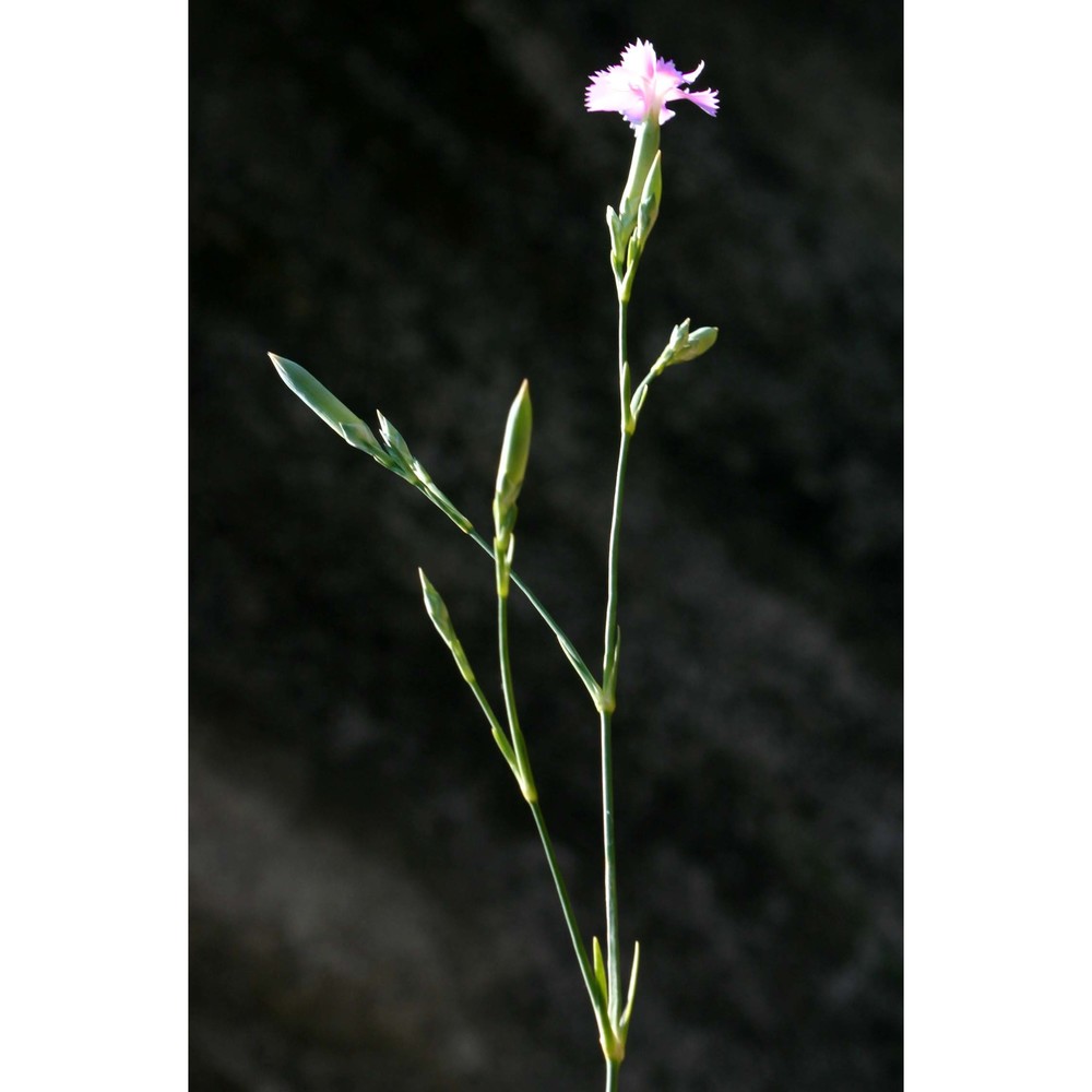 dianthus japigicus bianco et brullo