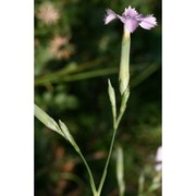 dianthus japigicus bianco et brullo