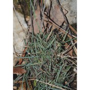 dianthus longicaulis ten.