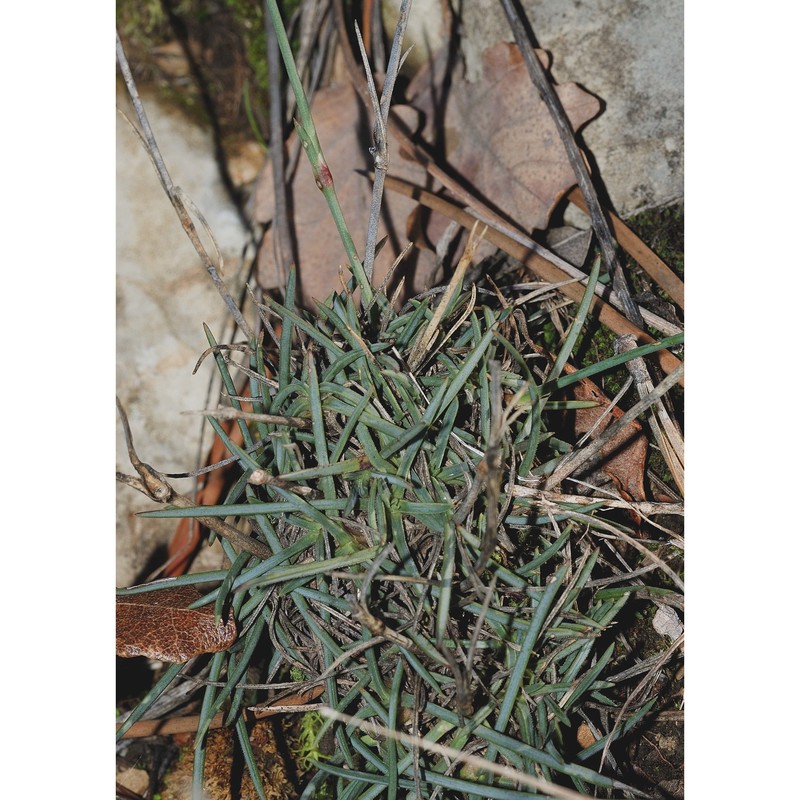 dianthus longicaulis ten.