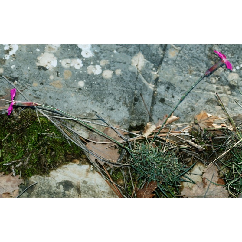 dianthus longicaulis ten.