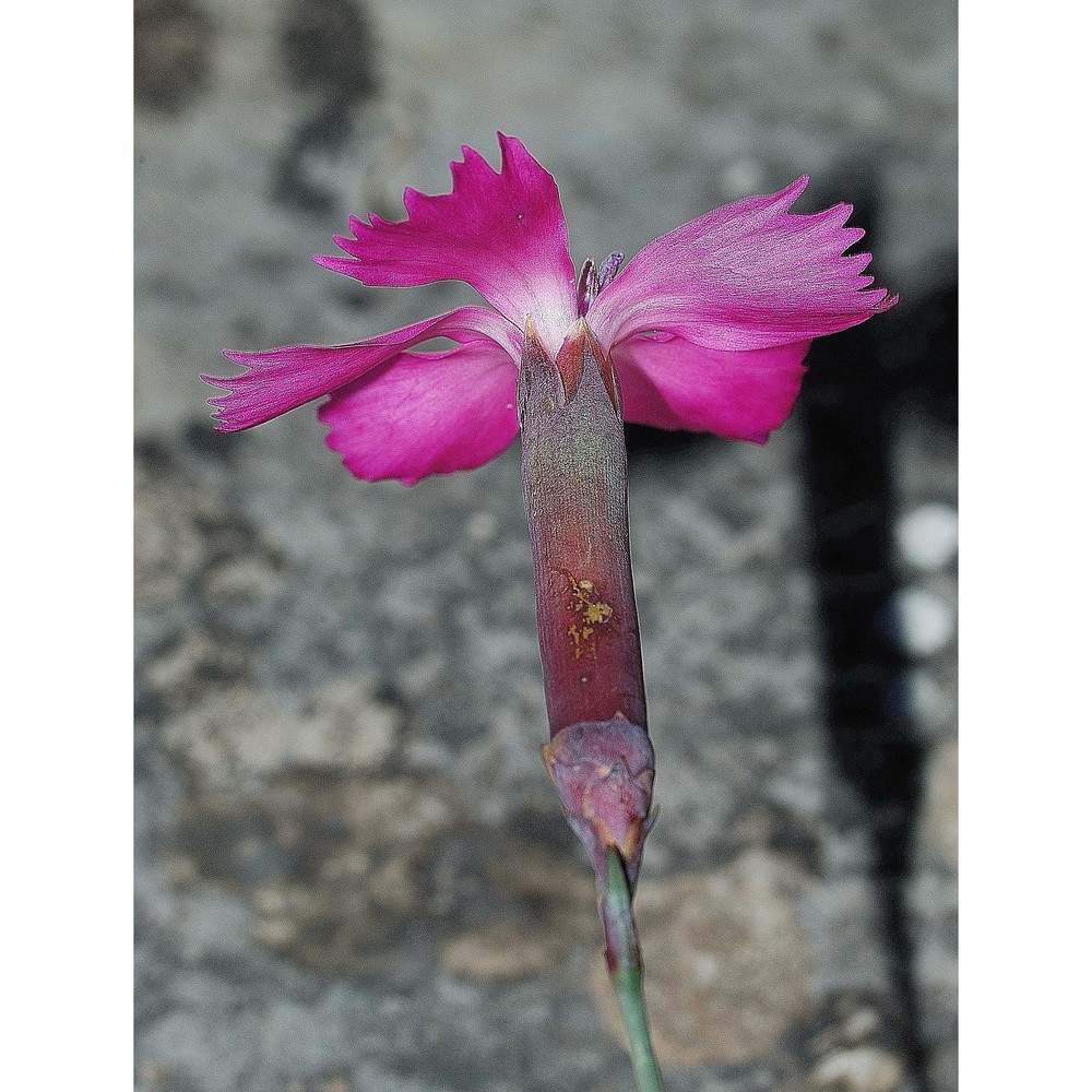 dianthus longicaulis ten.