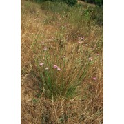 dianthus morisianus vals.