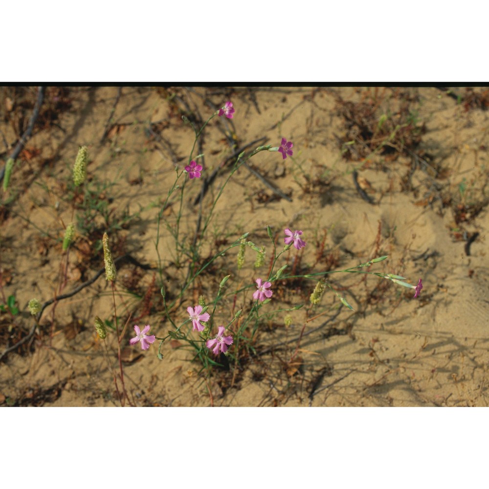 dianthus morisianus vals.