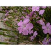 dianthus morisianus vals.