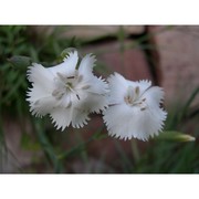 dianthus mossanus bacch. et brullo