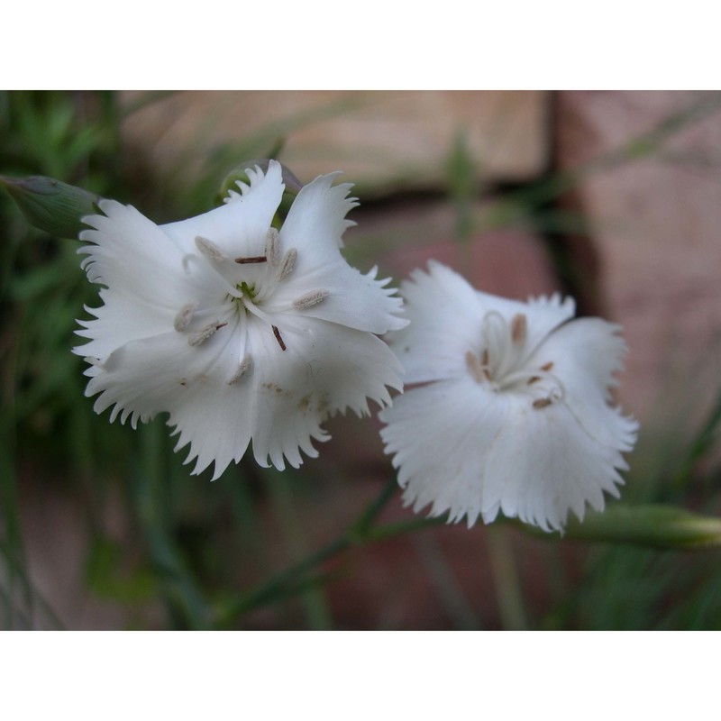 dianthus mossanus bacch. et brullo