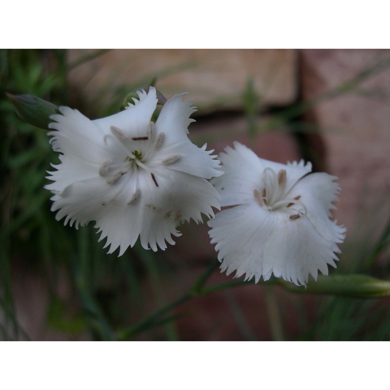 dianthus mossanus bacch. et brullo