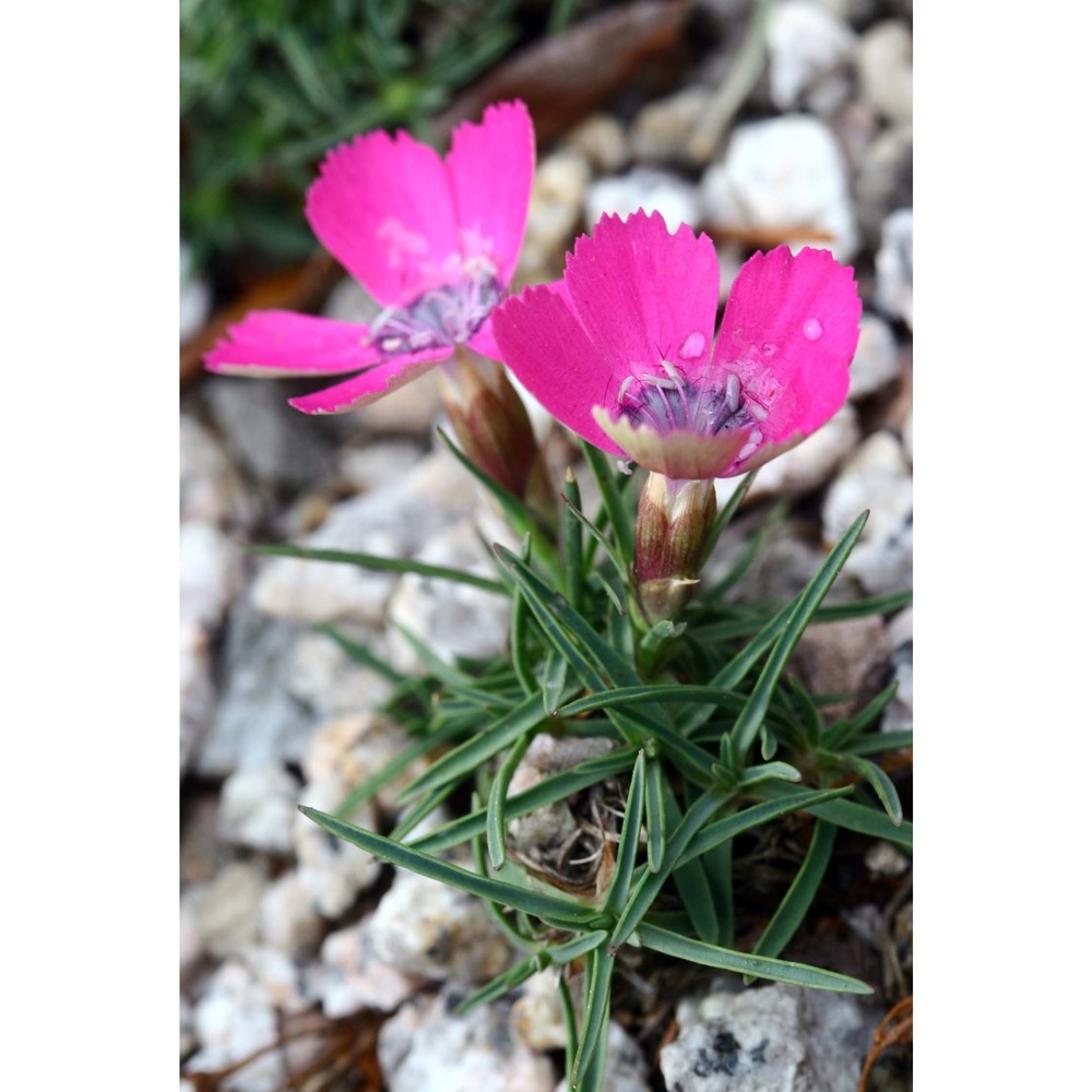 dianthus pavonius tausch