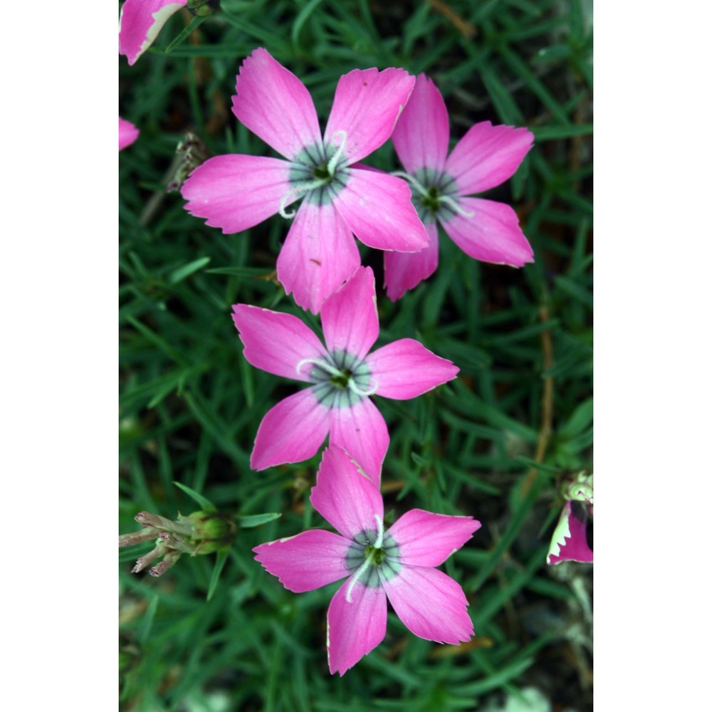 dianthus pavonius tausch