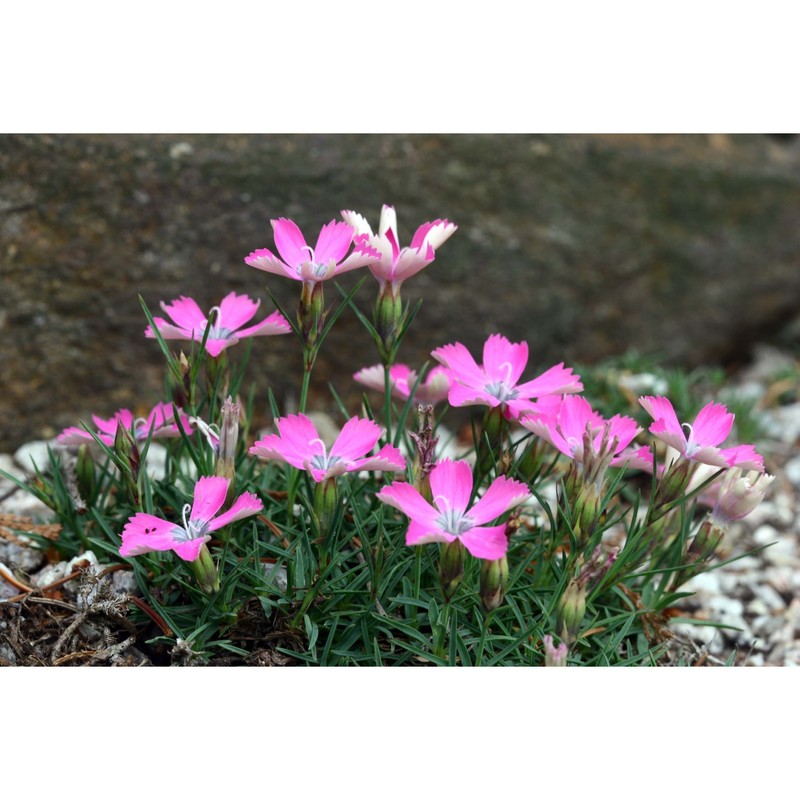 dianthus pavonius tausch