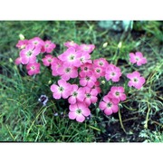 dianthus pavonius tausch