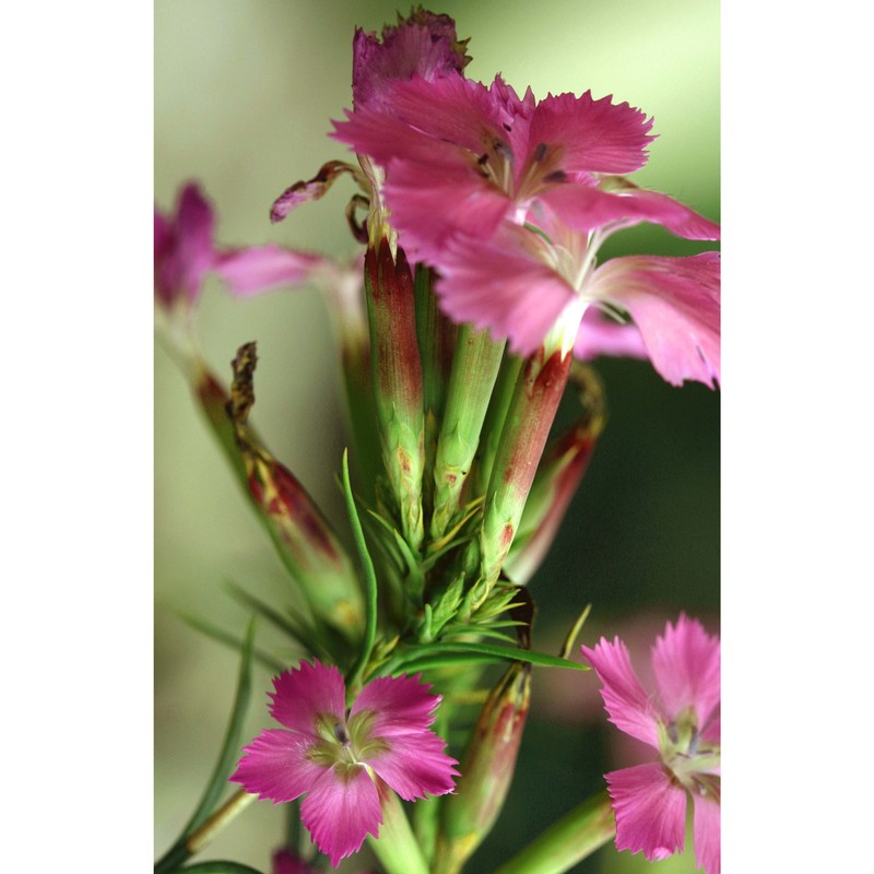 dianthus rupicola biv.