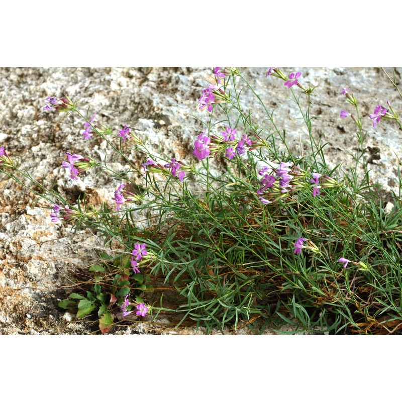 dianthus rupicola biv.