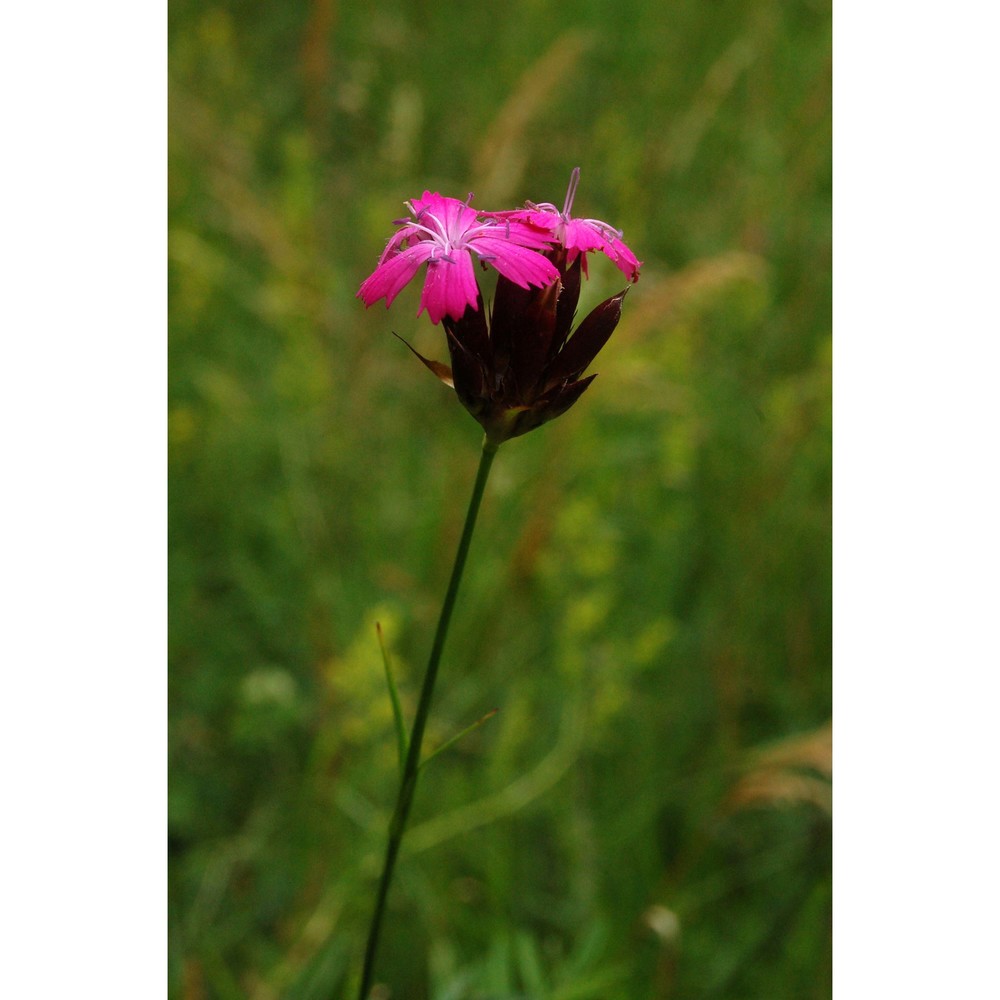 dianthus sanguineus vis.