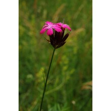 dianthus sanguineus vis.