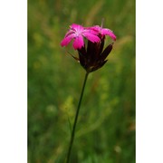 dianthus sanguineus vis.