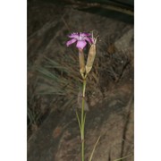 dianthus sardous bacch., brullo, casti et giusso