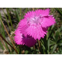 dianthus seguieri vill.