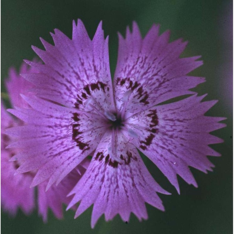 dianthus seguieri vill.