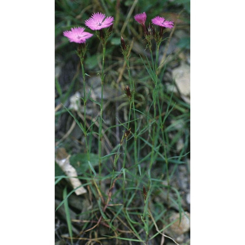 dianthus seguieri vill.