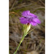 dianthus seguieri vill.