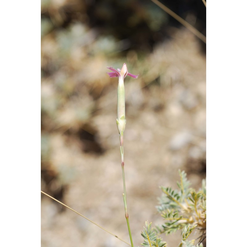 dianthus siculus c. presl