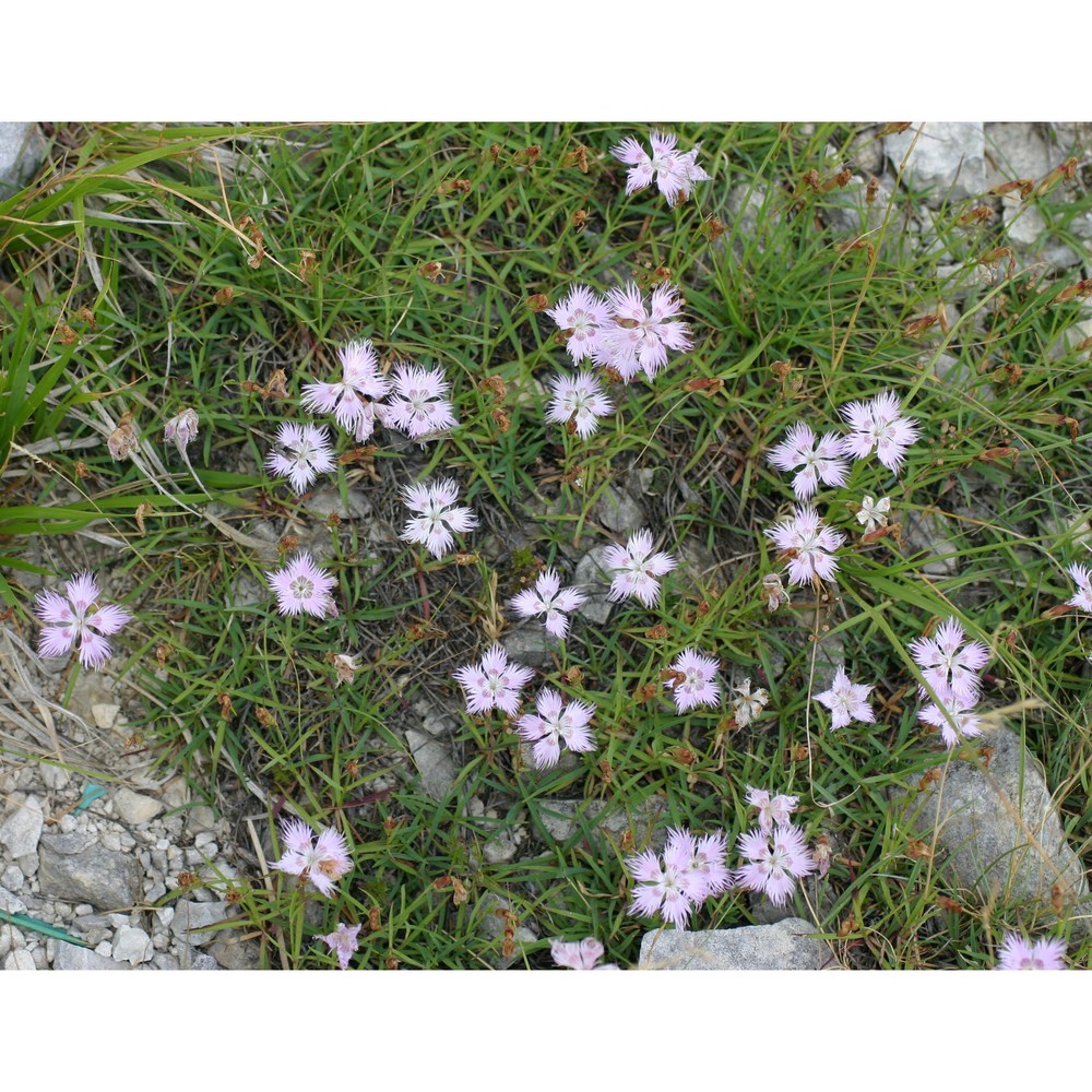 dianthus sternbergii capelli