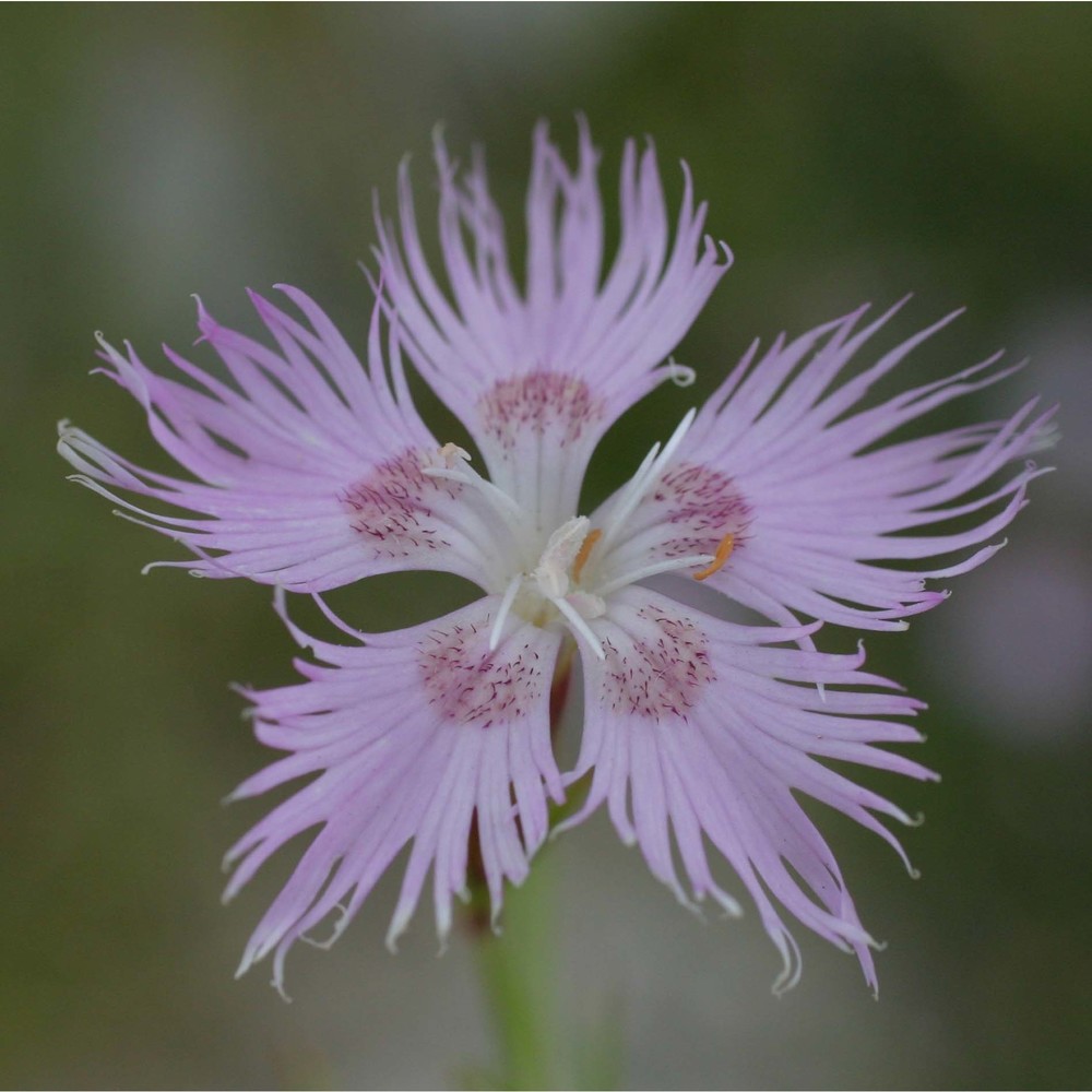 dianthus sternbergii capelli