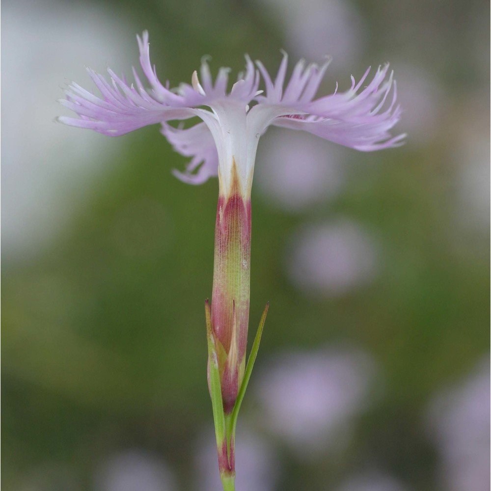 dianthus sternbergii capelli