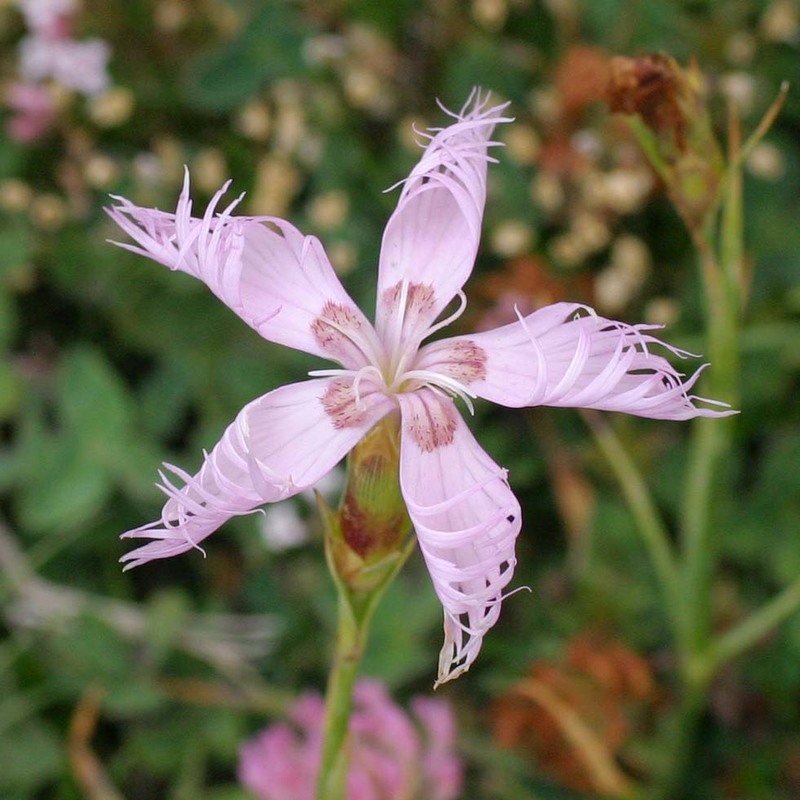 dianthus sternbergii capelli