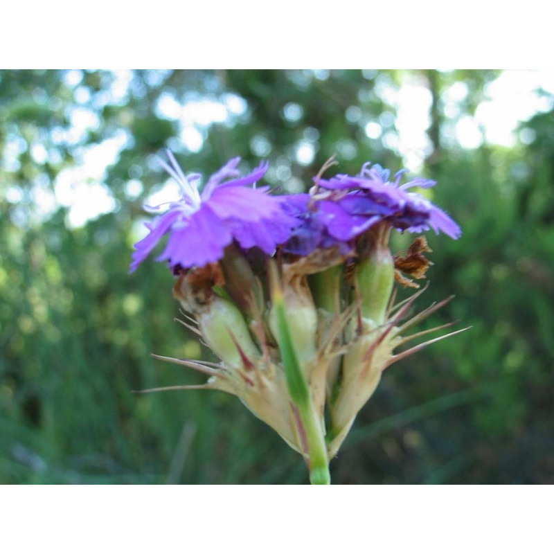 dianthus vulturius guss. et ten.